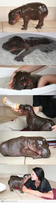 Cute Baby Hippo Cute Baby Animals Funny Animals Animals