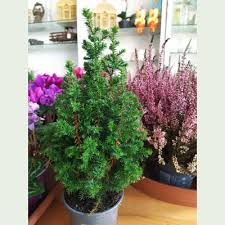 Send flowers online to malta: Il Qronfla Malta S Foremost Florists Flowers And Plants Delivery Malta