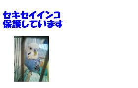 空はつながっているよ Life Goes On 千葉県松戸市 セキセイインコ保護しています