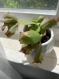 The best time to fertilize christmas cactus is in the spring. On My Wedding Day I Received Part Of My Grandma S Christmas Cactus Recently The Leaves Are Starting To Dry Out And Brown Or They Are Becoming Soft And Shriveled Any Suggestions On