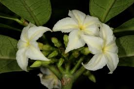 Image result for Mascarenhasia