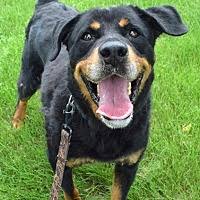 Below you will find iowa teacup breeders, iowa teacup rescues, iowa teacup shelters, and iowa teacup humane society organizations that. Rottweiler Puppies For Sale In Iowa Adoptapet Com