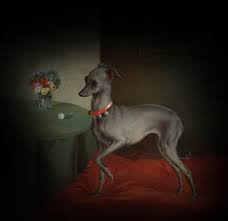 Our mission is to preserve and protect the unique qualities of our breed and to share our knowledge with others. Italian Greyhound The Breed Archive
