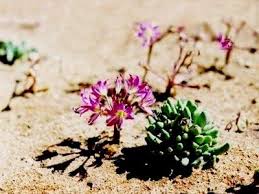 Image result for Brunsvigia