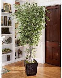 Some species may grow to the. 8 Silver Birch Silk Tree At Petals