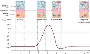 Calcium-Permeable Ampa Receptors On Aii Amacrine Cells Mediate Sustained  Signaling In The On-Pathway Of The Primate Retina: Cell Reports