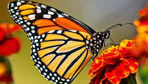 Butterflies are closely related to moths, from which they evolved. Butterflies Archives Futurity