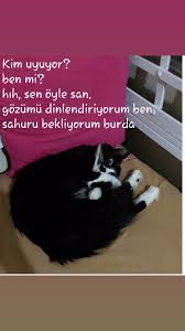 Ebrar Cevik Adli Kullanicinin Kedim Sansli Panosundaki Pin Bursa