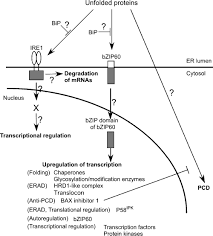 Maybe you would like to learn more about one of these? Cellular Response To Unfolded Proteins In The Endoplasmic Reticulum Of Plants Urade 2007 The Febs Journal Wiley Online Library