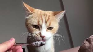 Yes, cats of all breeds can indeed eat honey in its liquid or crystalized form. Can Cats Eat Yogurt