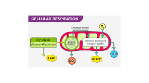 How does cellular respiration affect humans?