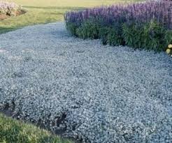 Sign Up Gardening In South Africa Waterwise Garden Water Wise Plants Water Wise Landscaping