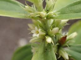 Image result for Enicostema