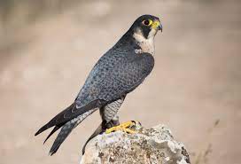 Falco peregrinus - Wikipedia, la enciclopedia libre