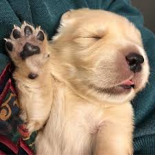 He is quite popular in his neighborhood and has been accepted by the local dog park. 210 Times Golden Retriever Puppies Were The Purest Thing In The World Bored Panda