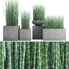 Reed like plants grows in clumps to 4 feet and spreads rapidly in moist areas. 3d Equisetum Hyemale Horsetail Grass Plant Model Turbosquid 1495640