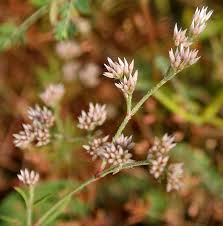 Image result for Polycarpaea corymbosa