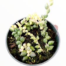 Image result for Senecio sp.no.2