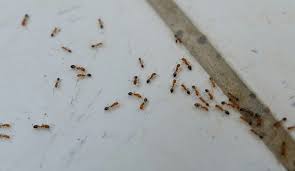 Using only the highest quality products on the market, proven pest control provides. Toronto Pest Control Exterminator Toronto Toronto Rats