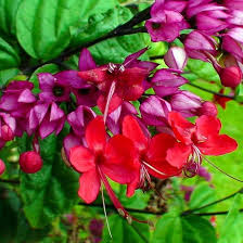 Image result for Clerodendrum