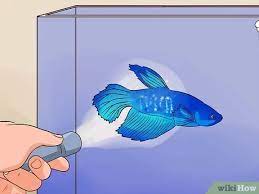 These are the ones who like to stay awake during the day time and take rest at night time. 6 Ways To Tell If A Betta Fish Is Sick Wikihow
