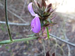 Image result for Dicliptera clinopodia