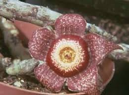 Image result for Orbea paradoxa