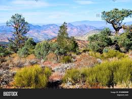 But planting trees and plants that are not native to your area can lead to problems. Pinyon Pine Trees Image Photo Free Trial Bigstock