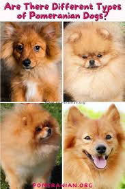You can guess how big a puppy will get by looking at the parents. Where Do We Get Mini Pomeranian In Kerala Miniature Pomeranian Puppies For Sale Angamaly Free Classifieds Welcome To The Canis World Here You Got All Types Of Toy Pom Puppies