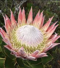 King Protea Rare Huge Sale Live Plant About A Foot Tall Etsy Protea Plant Live Plants King Protea
