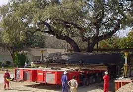 Tree Mover Big Tree Dream Properties Amazing Gardens