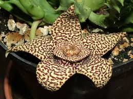 Image result for Stapelia