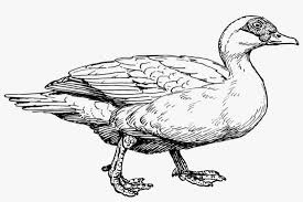 We are always adding new ones, so make sure to come back and check us out or make a suggestion. Duck Muscovy Duck Coloring Pages Png Image Transparent Png Free Download On Seekpng