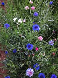 Are the yellow ones (coreopsis?) an annual or perennial? Bachelor S Button Mix Fedco Seeds