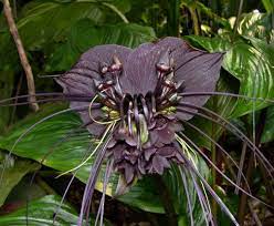 Amazing Plants On Twitter Bat Flower Rare Flowers Bat Plant