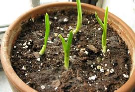 Plant the cloves with the pointy end up and cover them with a couple of inches of soil. How To Grow Garlic Indoors Growing Garlic In Pots Balcony Garden Web