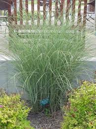 Morning Light Miscanthus Morning Light Maiden Grass Planting Flowers Miscanthus Morning Light Splendour In The Grass