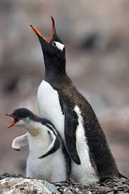 Juvenil Gentoo Penguen Yemek Istiyor Antarktika Yarimadasi 2011 Penguen Hayvan Resimleri Hayvanlar