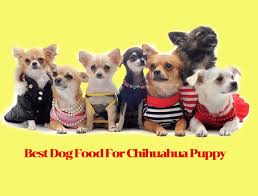 Chihuahua puppy care guide for new owners. Best Dog Food For Chihuahua Puppy Tips And Also Reviews To Aid You Select Javed 786