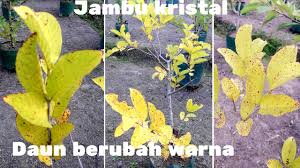 Rahasia agar tambulapot cepat berbuah cara mudah agar pohon mangga berbuah sebagian besar orang pernah mengalami infeksi kulit yang disebabkan oleh jamur. Penyebab Daun Jambu Kristal Berubah Berwarna Kuning Dan Cara Menangani Mengatasi Youtube