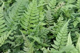 Image result for Polystichum sinense