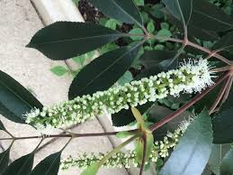 Image result for Cunonia capensis