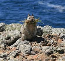 Maybe you would like to learn more about one of these? California Ground Squirrel Wikipedia