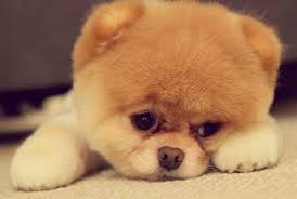 Here you may also find some really helpful articles and information. 65 Cute Puppy Pictures To Brighten Your Day