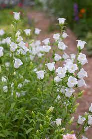 Pin On White Flowers