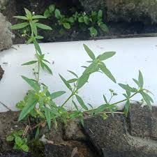 Image result for Oldenlandia capensis