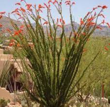 An ocotillo and palo verde tree team up to prove that the desert is all about color at this time of ocotillos are pros at conserving water. Ocotillo Horticulture Unlimited