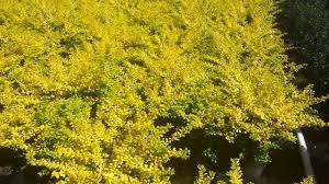 A uniquely variegated female holly with intriguing golden yellow highlights on the upper and outermost foliage that offer a striking contrast to the rich green leaf color of the lower and interior foliage. Drops Of Gold Japanese Holly Grown By Overdevest