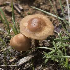 Image result for Marasmius opacus