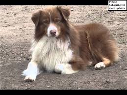 Check spelling or type a new query. Australian Shepherd Red Tri Blue Eyes Collection Of Pictures Australian Shepherd Red Tri Blue Eyes Youtube